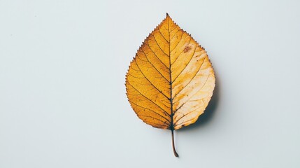 A single autumn leaf curled slightly, detailed veins visible on a white surface.