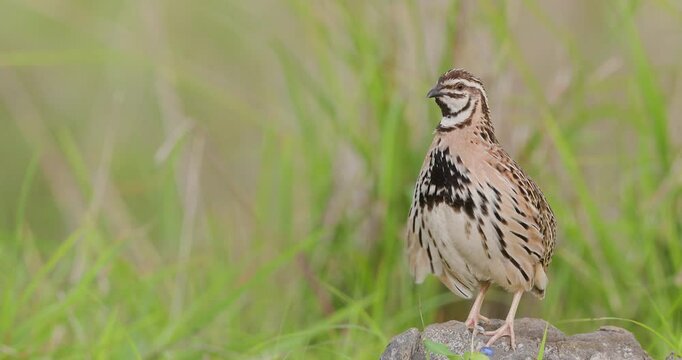 Rain Quail cock calling standing tall , during a monsoon morning and walking off with its feathers fluttering due to soft wind