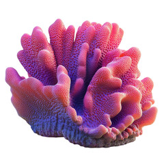 Obraz premium Vibrant Coral Reef Beauty Underwater Wonder Vivid Colors Stunning Nature