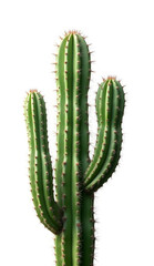 High-Resolution Cactus for Various Uses