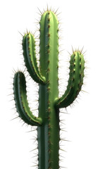 Naklejka premium High-Resolution Cactus for Various Uses