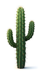 Naklejka premium High-Resolution Cactus for Various Uses
