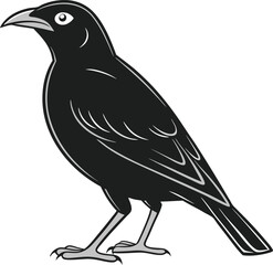 Obraz premium Bowerbird silhouette