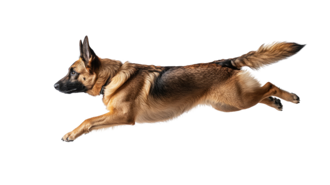 Agile German Shepherd in mid-air: A dynamic German Shepherd leaps gracefully through the air, its sleek form and focused gaze capturing the essence of agility and loyalty.