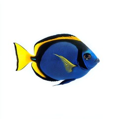 Naklejka premium Blue Angelfish on White Background - Vibrant blue angelfish isolated on a white background, symbolizing aquatic life, tropical beauty, ocean wildlife, marine biodiversity, and underwater serenity