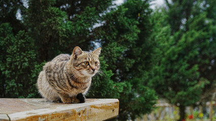 Obraz premium Portrait of a cat