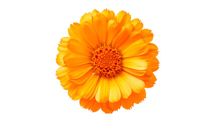 Bright orange flower showcasing vibrant petals