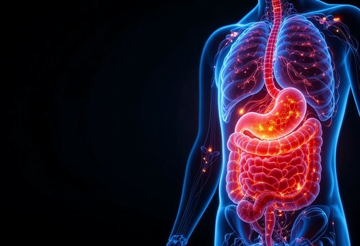 Detailed 3D illustration of the human digestive system, highlighting the intestines, stomach, and esophagus against a dark background. Copy space