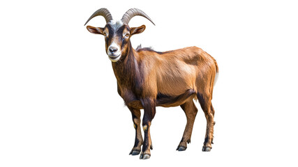 Fototapeta premium Brown goat standing on green grass during daylight