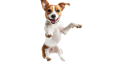 Joyful Jump: Captivating shot of a playful Jack Russell Terrier, captured mid-air in a delightful leap, exuding pure joy and boundless energy