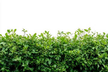 Obraz premium Lush Green Hedge on White Background - Vibrant green hedge isolated on a pure white backdrop, perfect for design projects needing natural elements