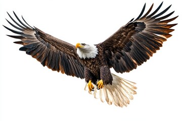 Majestic Bald Eagle in Flight - A bald eagle with wings spread wide soars against a bright white background. Perfect for wildlife, nature, or freedom themes
