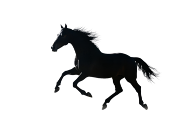 Black horse runs gracefully on white