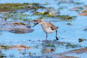 Curlew Sandpiper Moving Towards the Camera