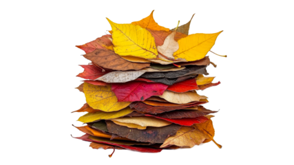 Colorful autumn leaves stacked in a neat pile