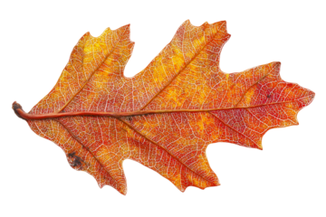 Autumn leaves display vibrant colors in nature