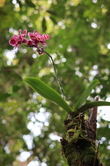 Pink Phalaenopsis or Moth dendrobium Orchid flover. with natural blur background at Orchidirium balikpapan, Indonesia