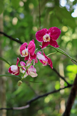 Pink Phalaenopsis or Moth dendrobium Orchid flover. with natural blur background at Orchidirium...