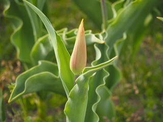 チューリップ　アルビレックス　つぼみ