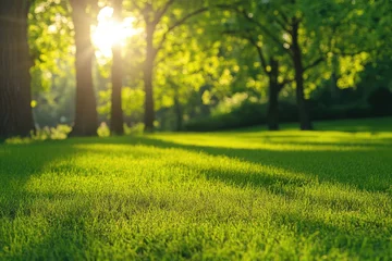 Gordijnen Sunlit park grass, trees, sunset background, nature scene © kribbox