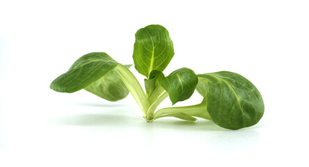 Fresh Green Lettuce Leaf Isolated on a Clean White Background