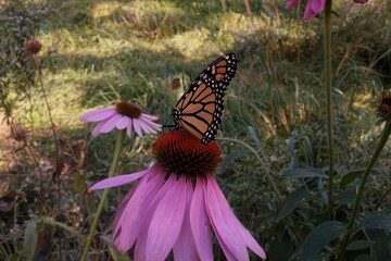 Monarch Butterfly on pink Echinacea