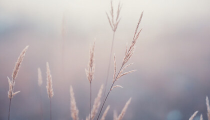 Obraz premium Serene grasses in pastel hues - calming natural beauty