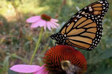 Monarch Butterfly on pink Echinacea