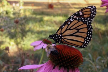 Monarch Butterfly on pink Echinacea