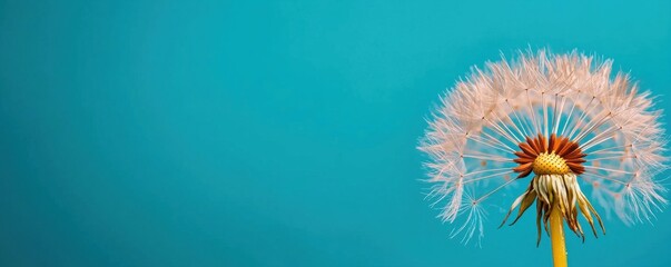 Captivating Close-Up of Vibrant Dandelion Seed Head Against Bright Turquoise Background