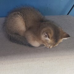 Obraz premium Cat,고양