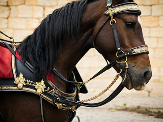 Obraz premium portrait of a horse