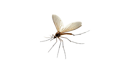 Detailed view of a mosquito in bright background