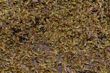 Bright Green Moss Texture