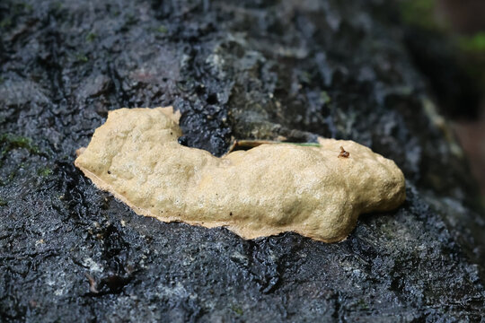 Fuligo luteonitens, slime mold from Finland, no common English name
