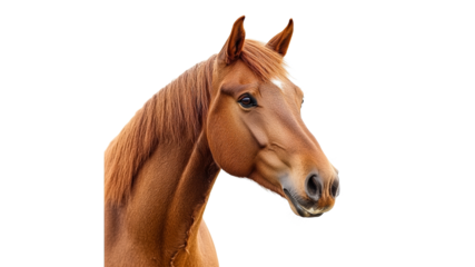 Close up view of a chestnut horses head