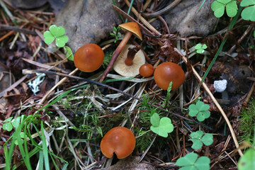 Phaeocollybia jennyae, rootshank mushroom, no common English name