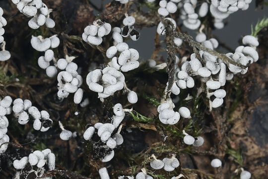 Physarum leucopus, slime from Finland, no common English name