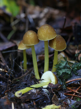 Pluteus romellii, commonly known as Goldleaf Shield, wild mushroom from Finland