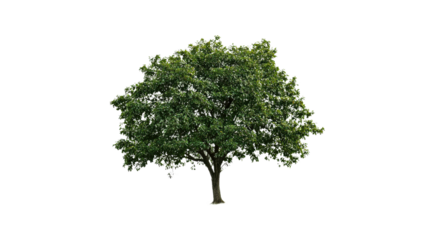 Large green tree with dense foliage in daylight