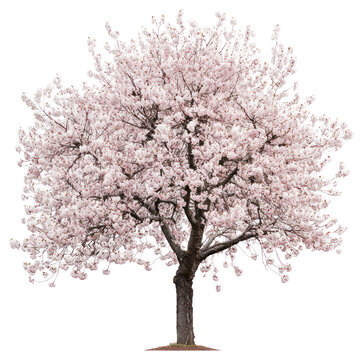 PNG Yoshino Cherry tree blossom flowers spring.