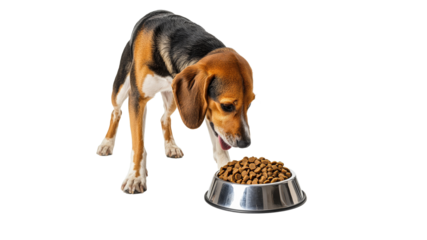 Beagle dog eating from a stainless steel bowl