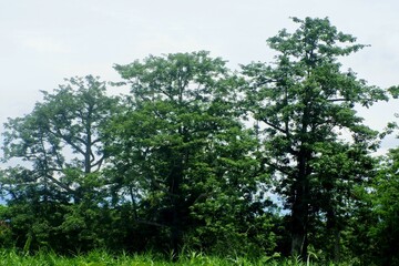 trees in the forest
