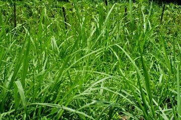 green grass background