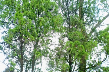 spring in the forest. tall green trees in the forest