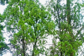 green leaves in the forest. tall green trees in the forest