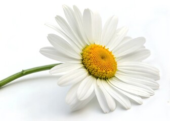 Fototapeta premium Close-up of a Single Daisies Flower on White Background