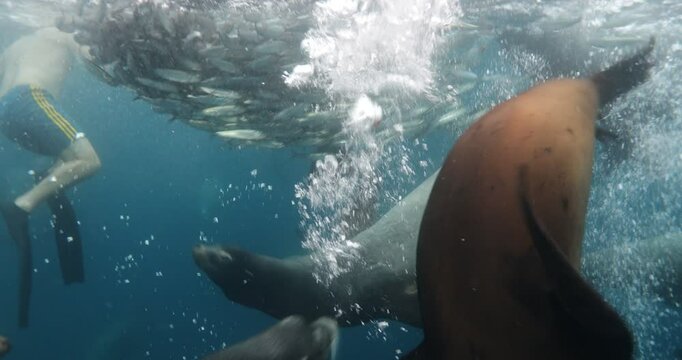 Title: Underwater Safaris in the Mexican Pacific: Mahi-Mahi, Marlins, Sardines & Sea Lions