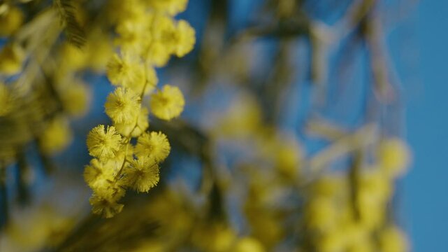close shot of yellow mimosa flowers on a sunny day, with blue sky in the background