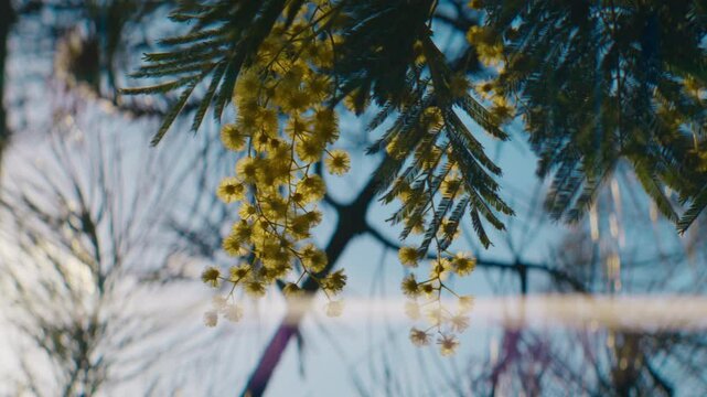 anamorphic close shot of yellow mimosa flowers on a sunny day, with blue sky in the background, lot of bokeh and flares
